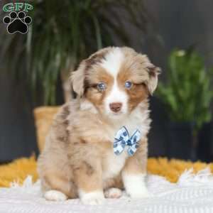 Bindi, Miniature Australian Shepherd Puppy